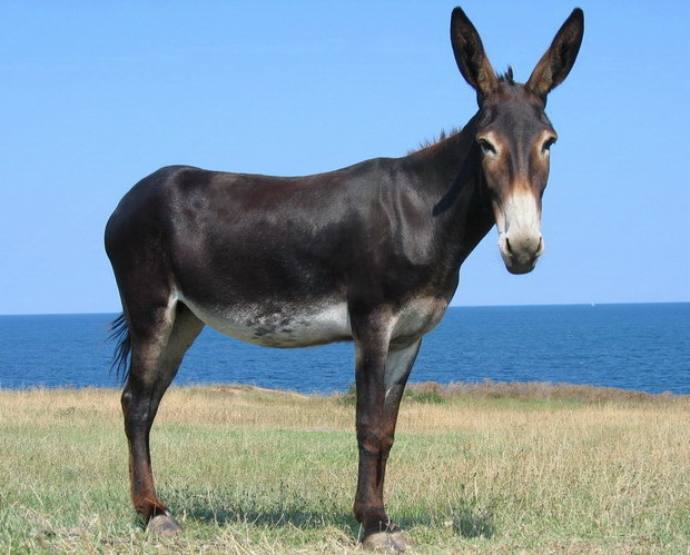Čierny Somár