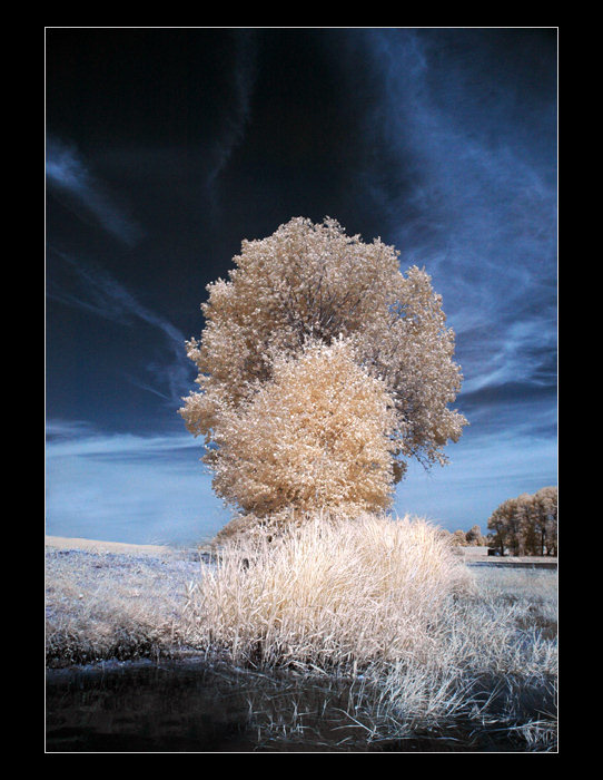 Tree u rybníka