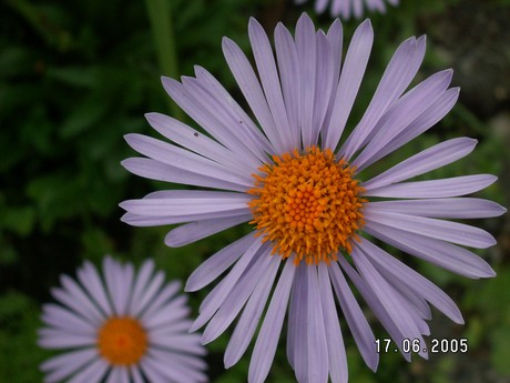 na rozkvetlé louce...