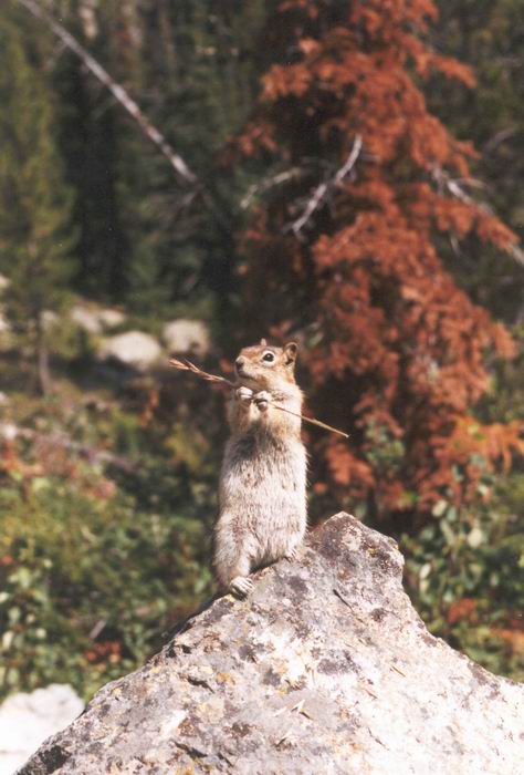 Chipmunk