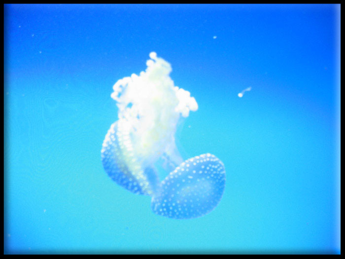 London Aquarium