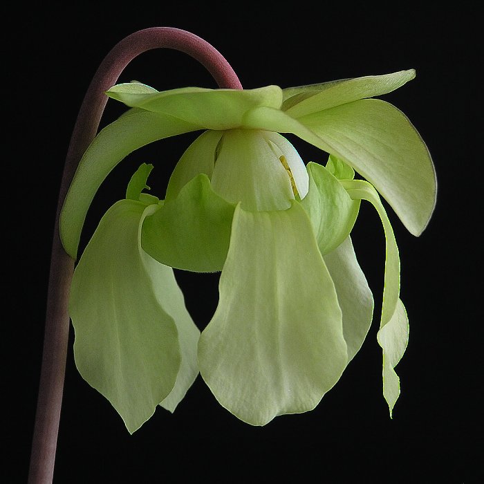 Ozdobný květ špirlice