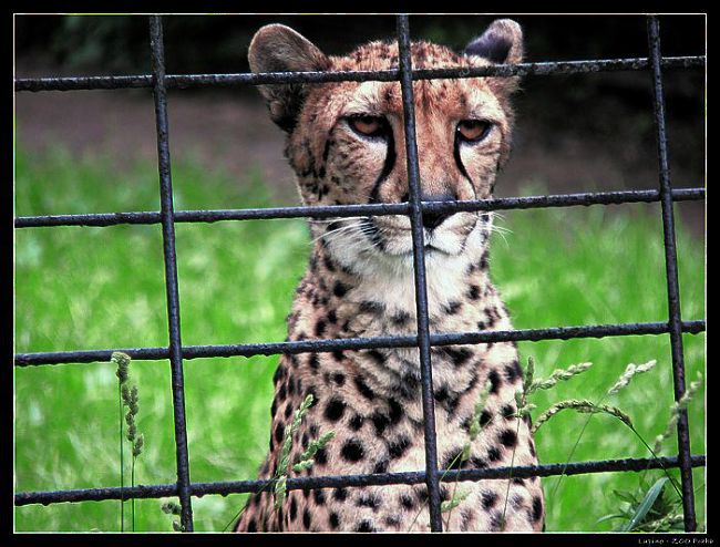 Gepard - ZOO Praha
