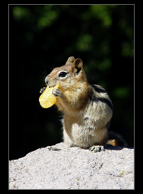 chipmunk