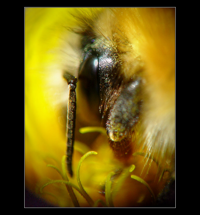 <b> - V Pampelišce - </b>