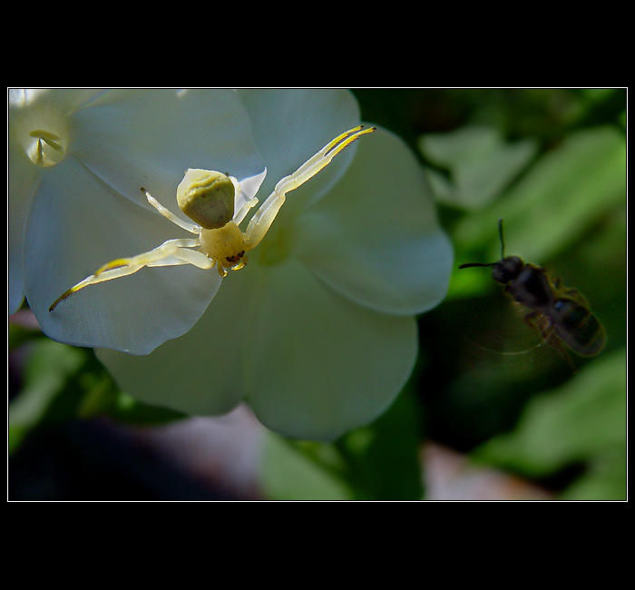 <b> - LOVEC - IV. -</b>