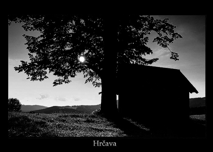Hrčava