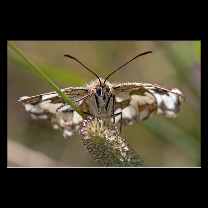 <b>* Hvězdy pod nohama *</b>