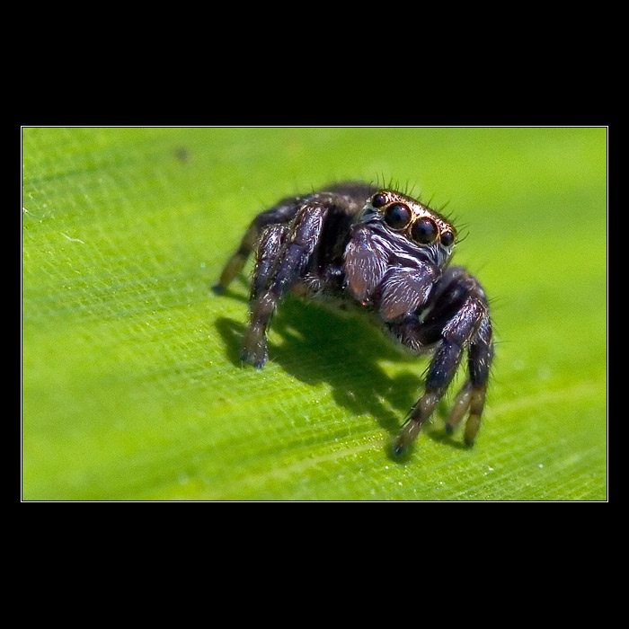 <b>* Smrt přichází tiše *</b>