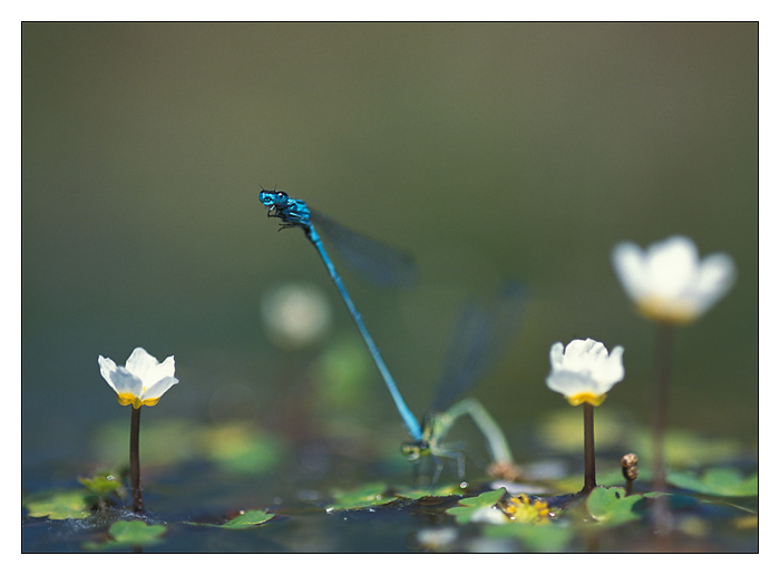 Coenagrion puella