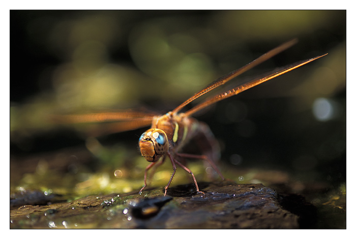 Aeshna grandis