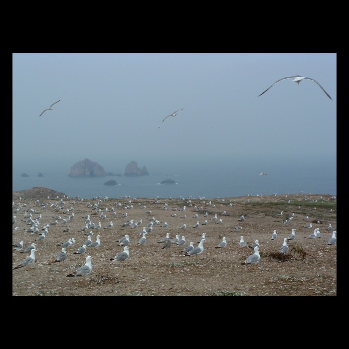 |Berlenga Grande|