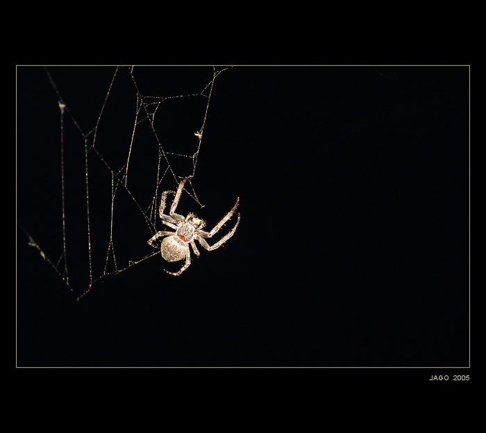 SPIDER...