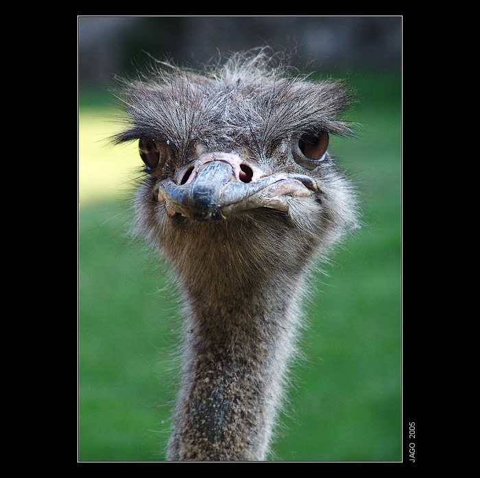 Ostrich...