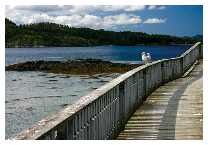 Čajky (rackové) na mole