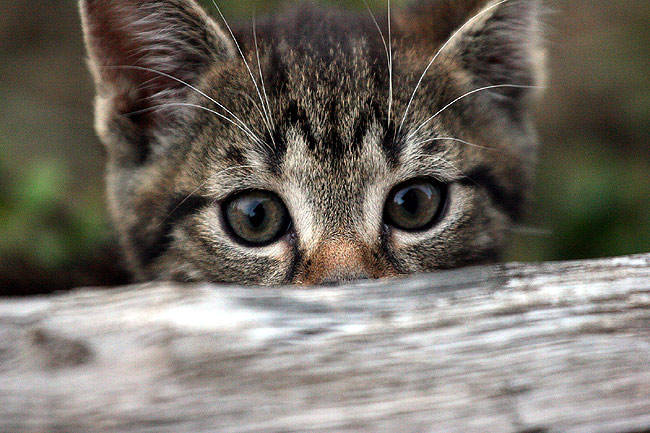 <b>.. z očí do očí ..</b>