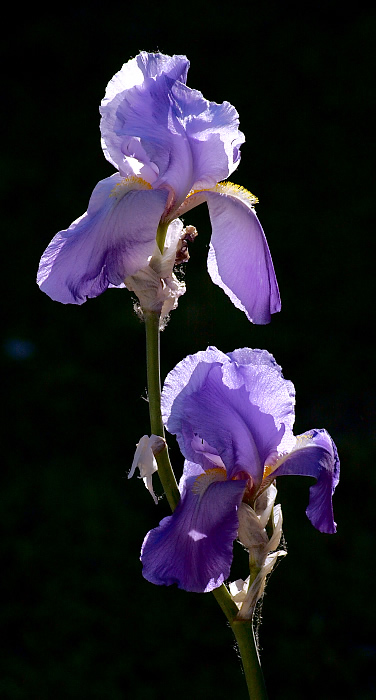 Kosatec v protisvětle