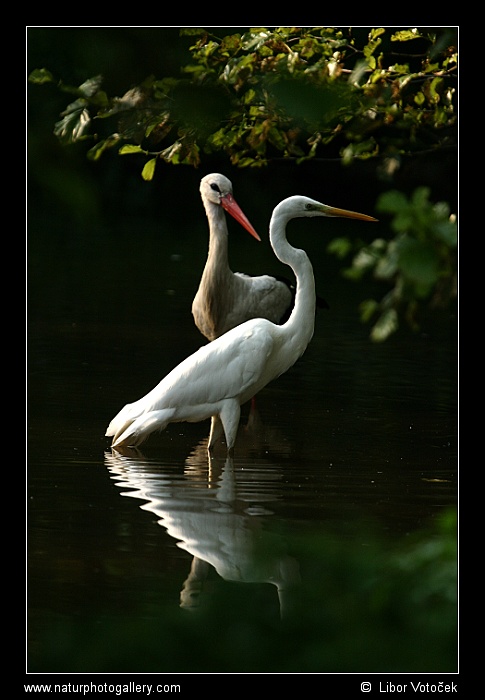 Po cizích holkách se nekouká... ;-)