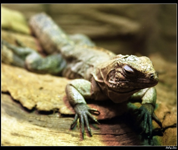 Iguana