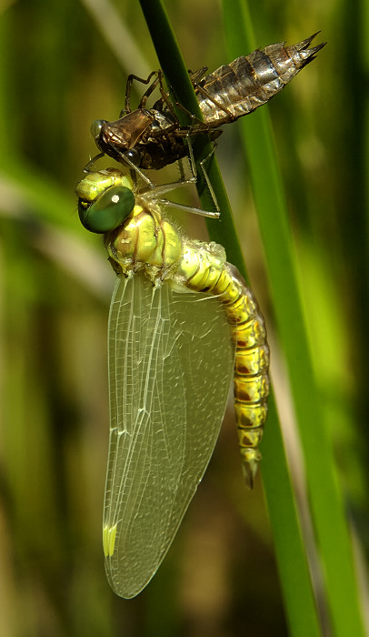 Metamorfoza