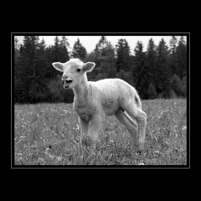 ..:: volání divočiny ::..