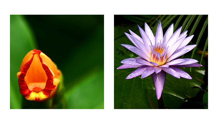 botanické detaily