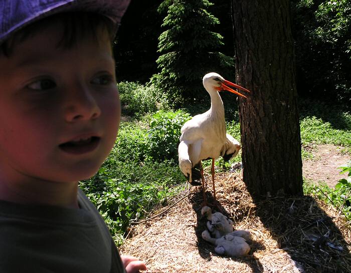 Návštěva u čápa