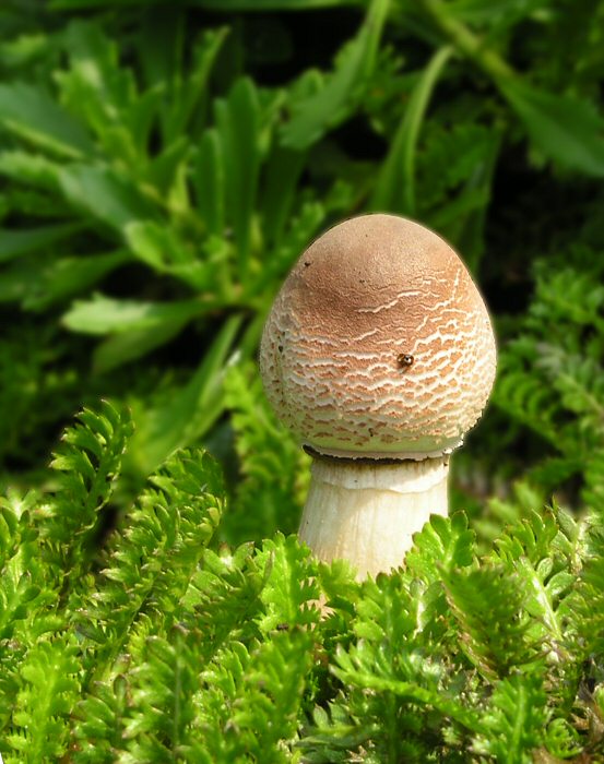 Bedle (tuším červenajicí)