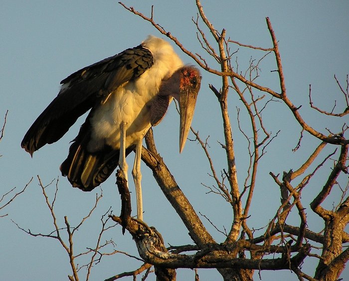 Marabu