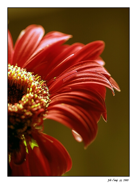 Gerbera