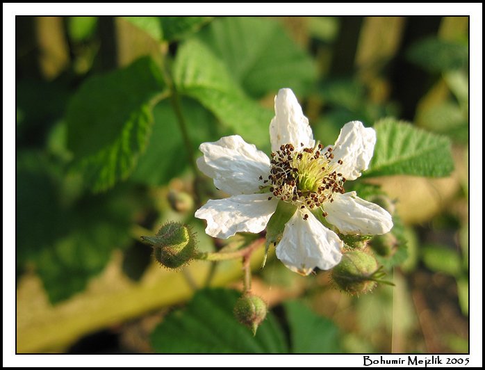 ::Flower::