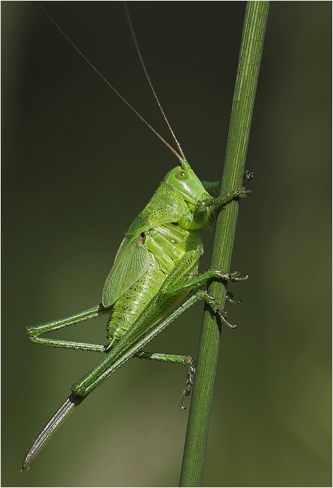 Uň