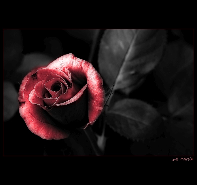 ..:: rosE ::..