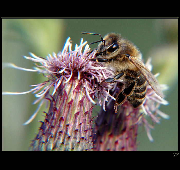 Těžký život dělnice