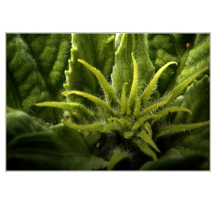 Slunečnice ... bude...