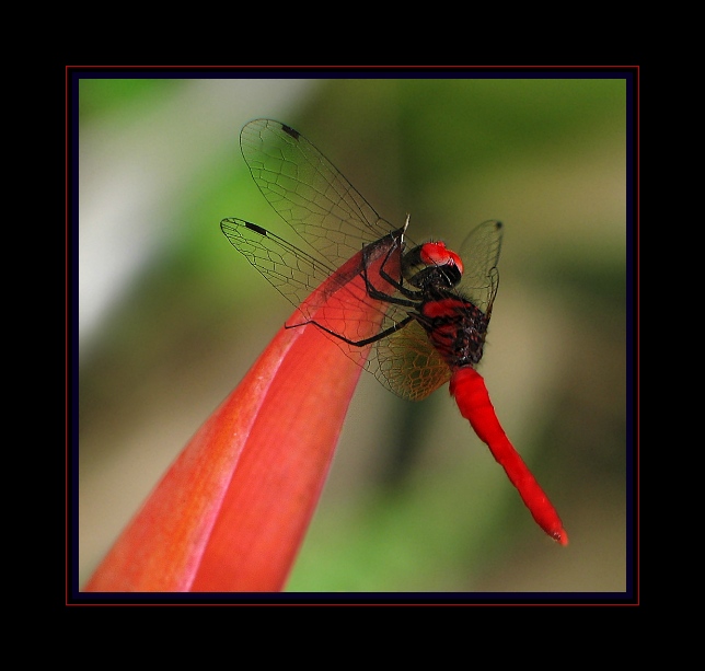 Mrkvičková vážka