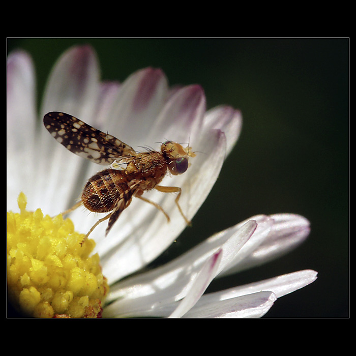 Muška jenom zlatá...