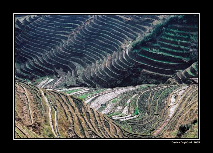 The Dragon's Backbone Rice Terraces
