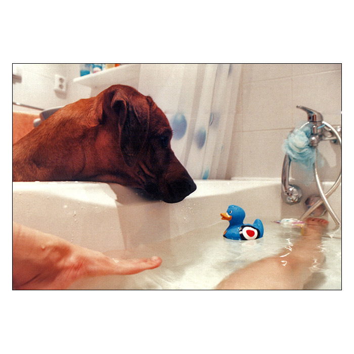 rubber duck time