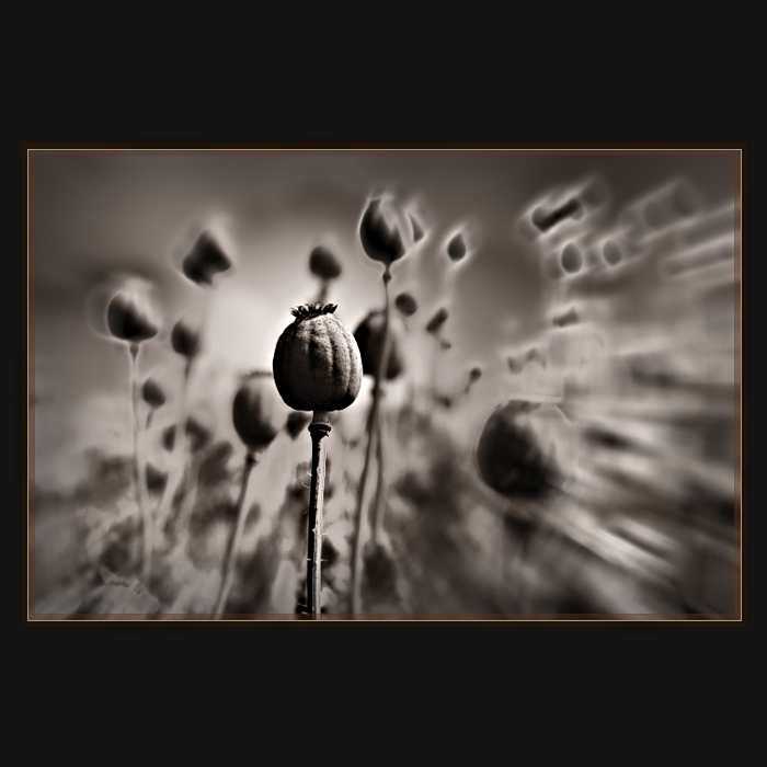 .....opium.....