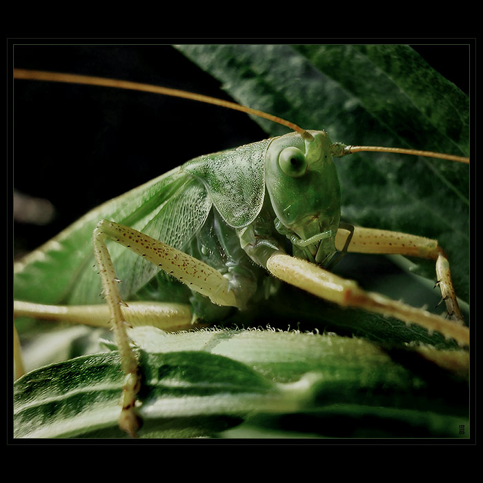 <b> KONÍK PRO LUCKU <hR></b>(není UŇ jako KŮŇ)<BR><B>