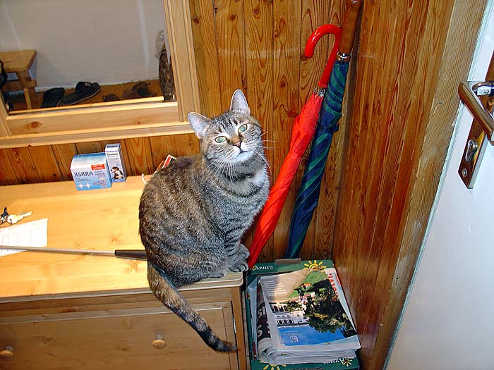 Trudy se chystá na dovolenou