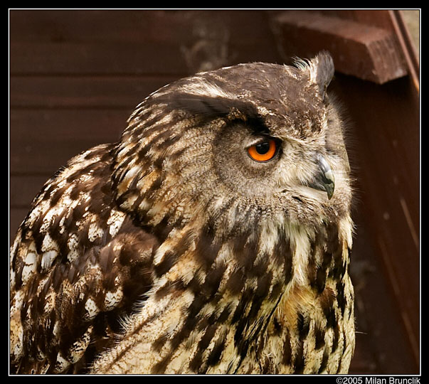 Bubo Bubo