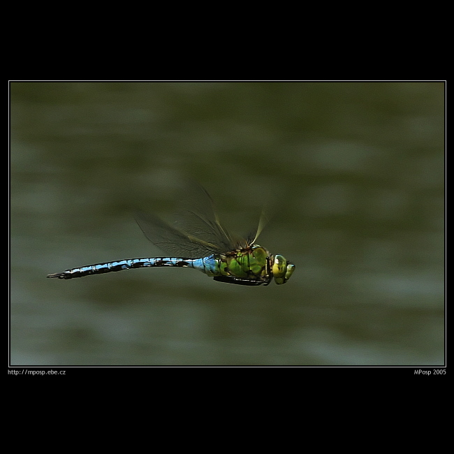 Anax imperator