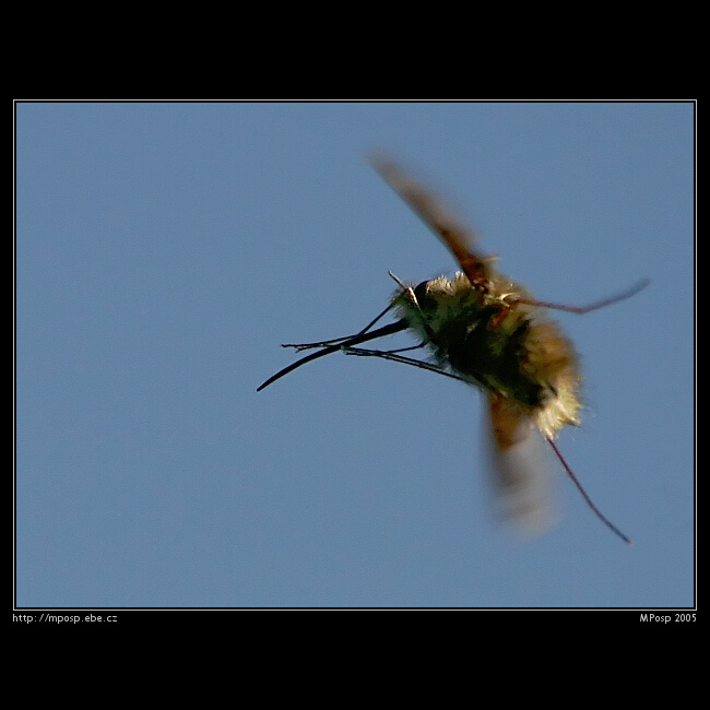 Bombylius major