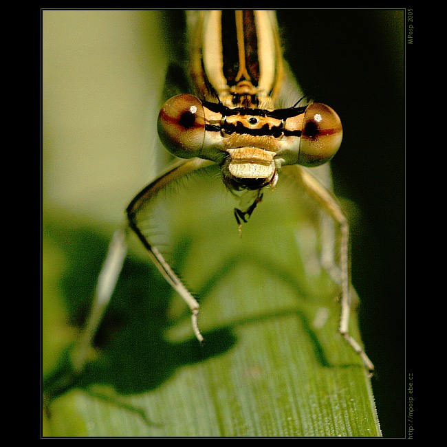 Platycnemis pennipes