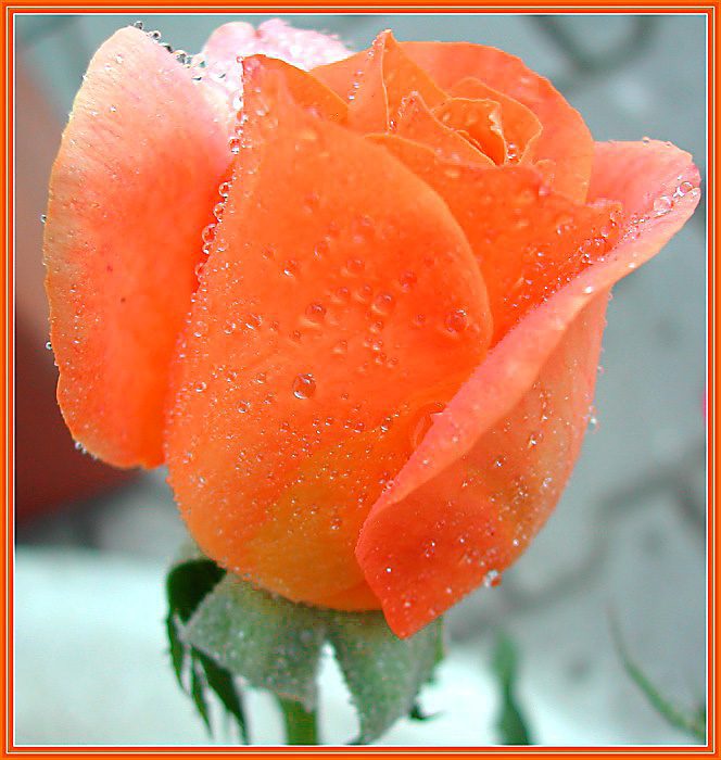 Moje vypěstovaná růže