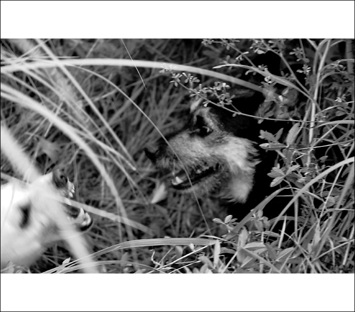 Podvecer v krikoch 2