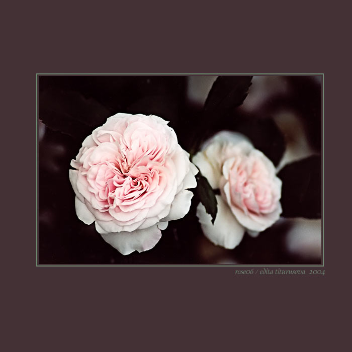 rose06