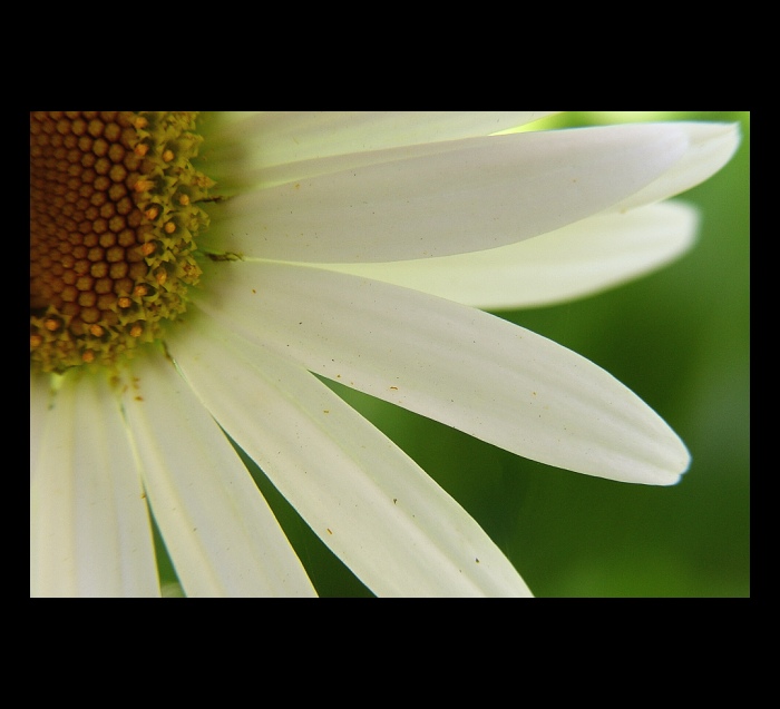 ...white...